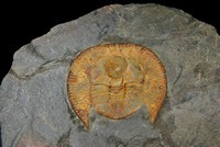 Declivolithus alfredi